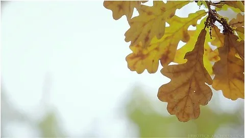 Autum Aroma - Solana A