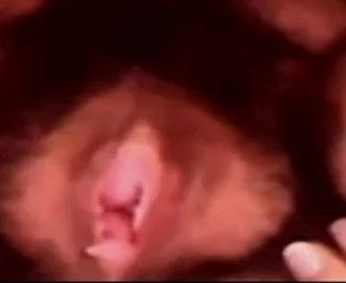Very Hairy Pussy Toyed on Cam BVR