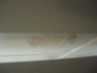 Pool Wc