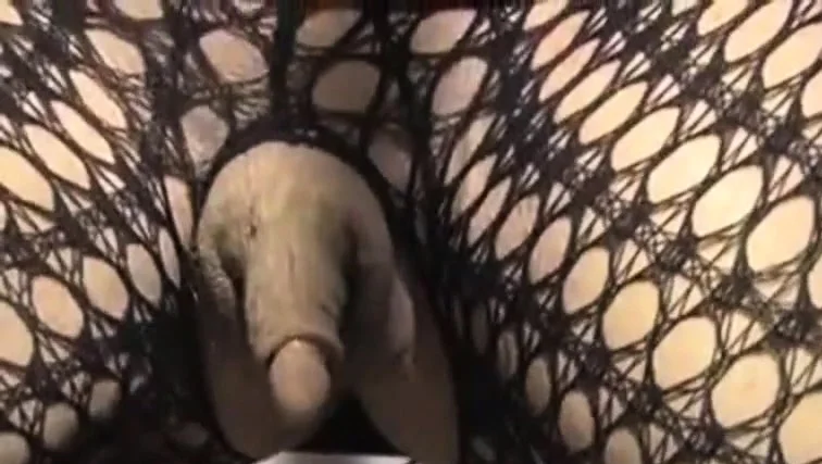 enormous erect clit