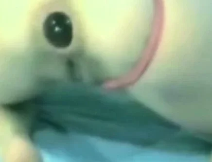 anal gape gaping asshole anal webcam