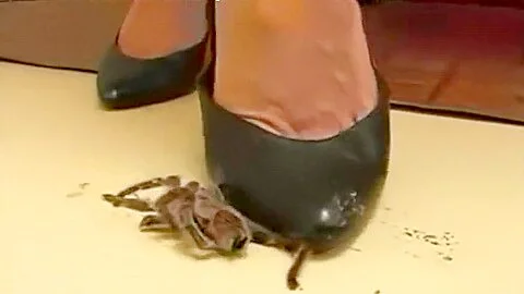 Crush spider