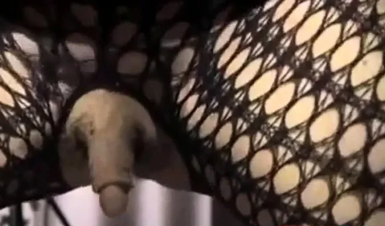enormous erect clit