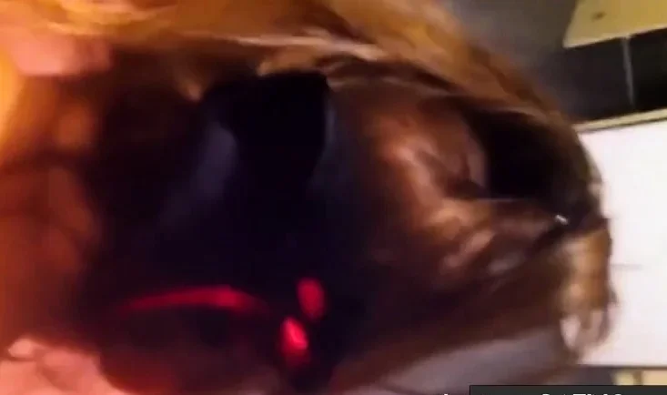 tu es une vraie salope toi