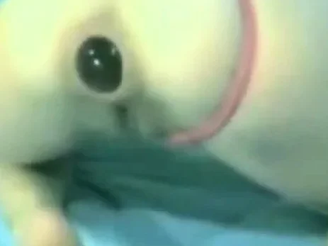 anal gape gaping asshole anal webcam