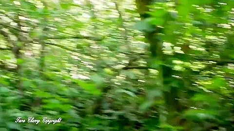 Tara Cherry X - Tara Cherry Se Promene Dans Les Bois Et