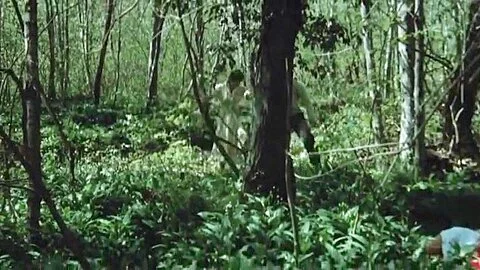 The Amorous Sisters (1980) - English Dub