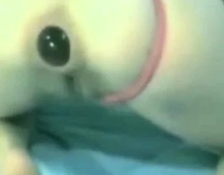 anal gape gaping asshole anal webcam