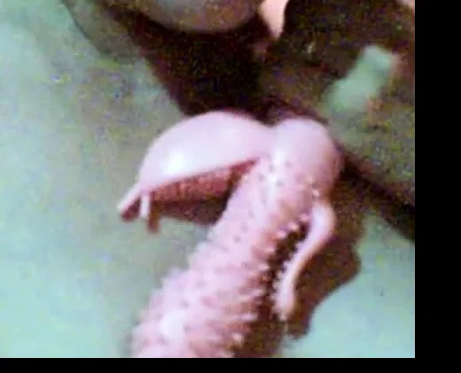Bbw Granny Webcam 2