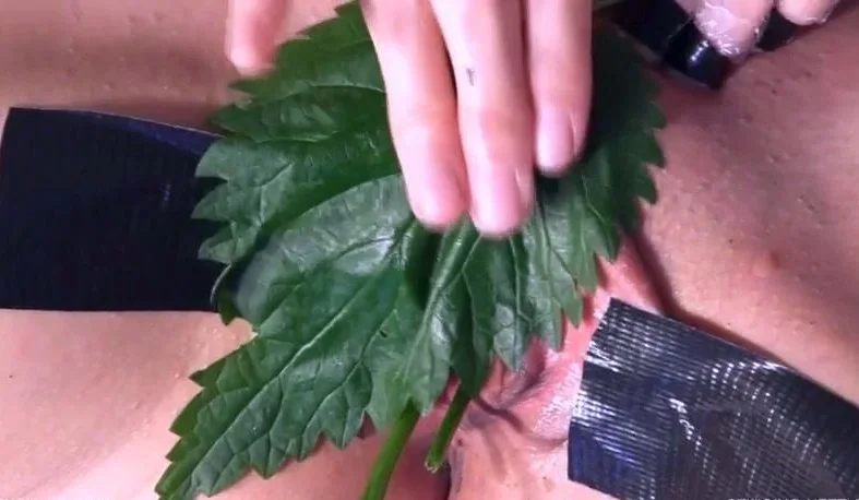 STINGING NETTLE