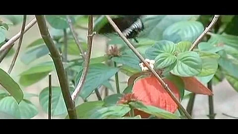 Sabrina Siani,Unknown in White Cannibal Queen (1980)