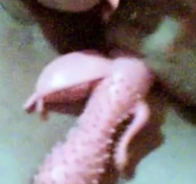 Bbw Granny Webcam 2