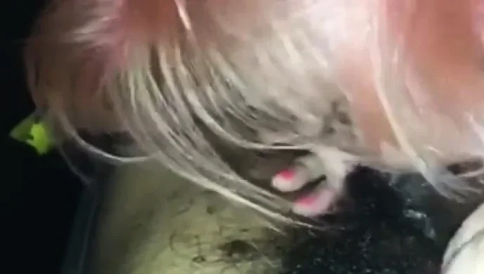 White girl throat slut give sloppy blowjob to BBC in car