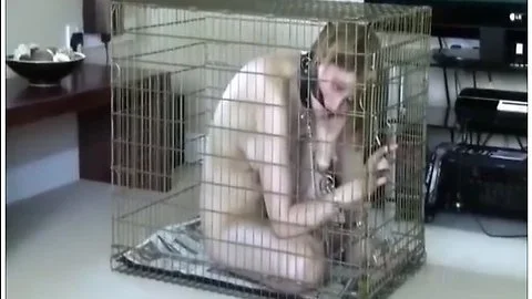 Kept In A Cage