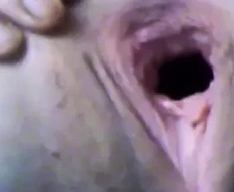 Amazing webcam pussy fist
