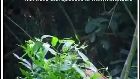 Thai porn 1