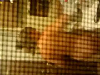 neighbor 3