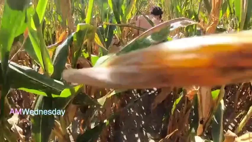 Amwednesday - Corn Field