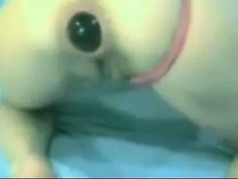 anal gape gaping asshole anal webcam