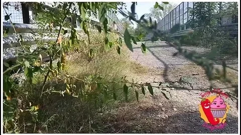He Falls Off His Bike To Look At Ladymuffin