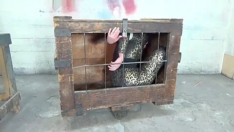 Caroline Pierce Caged