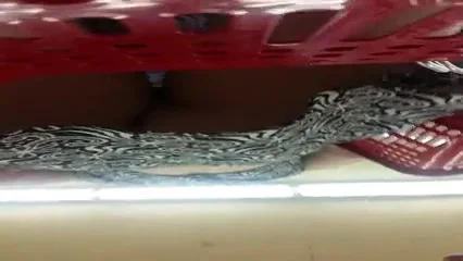 Bajo falda de una gringa